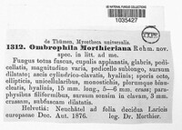Ombrophila morthieriana image